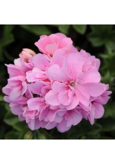 Pembe Grandeu İvy Pink Sakız Sardunya Çiçeği Fidesi 1 Fide