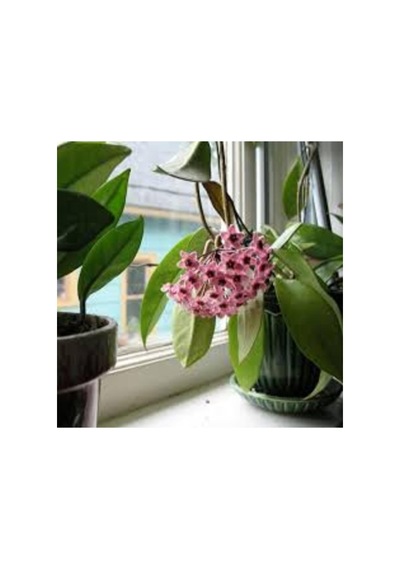 Mum Çiçeği Fidanı Hoya Carnosa 1 Adet 10-20 Cm