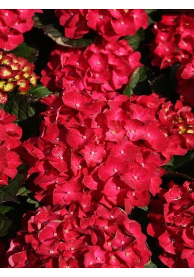 Bol Kırmızı Çiçekli Ortanca Fidanı 30-60 Cm Tüplü Çiçekli Bodur Bitkiler Red Hydrangea