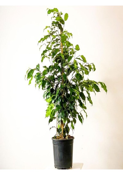 Videolu Benjamin Bitkisi 1 Adet Saksılı/ Tüplü 30-40 Cm Ev Ofis Bitkisi Ficus Benjamina