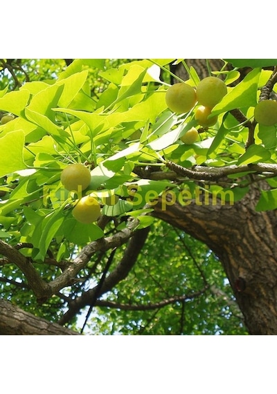 2 Yaş Ginkgo Biloba Mabet Ağacı Fidanı