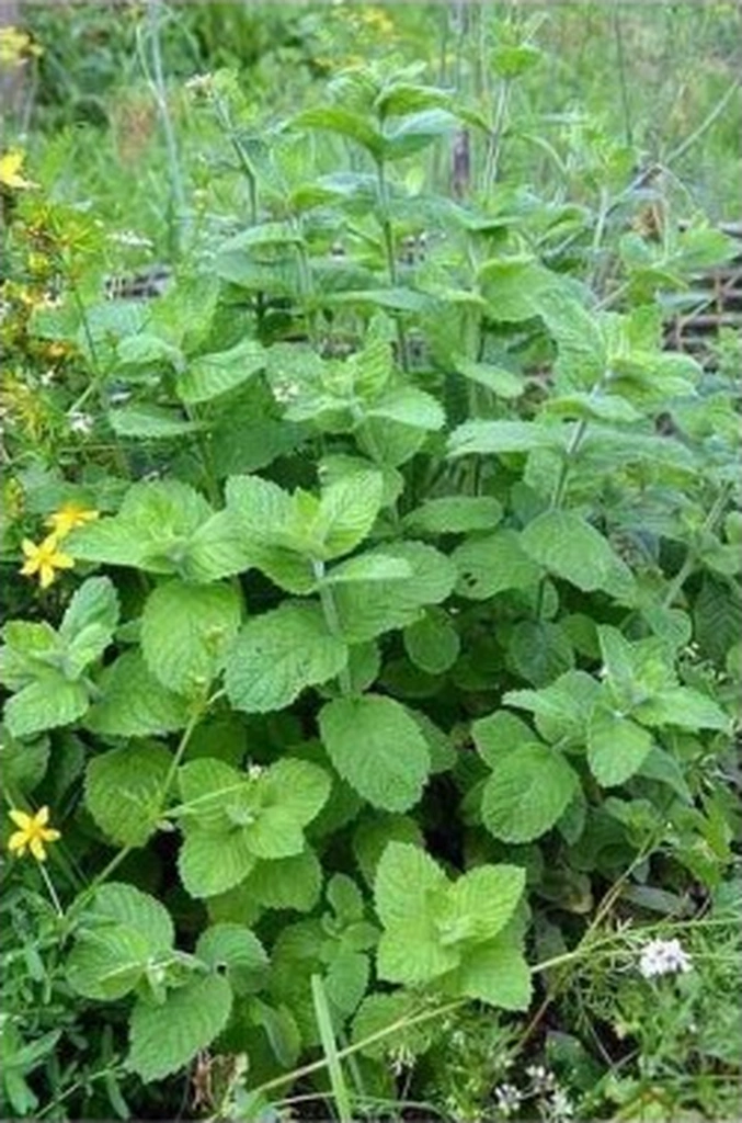 2 Adet Limon Otu Melisa Çiçeği Fidanı 10-20 Cm