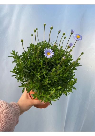 Mavi Çalı Papatyası-maviş 1 Adet Saksılı 15-30cm Peyzaj Bitkisi Felicia Amelloides