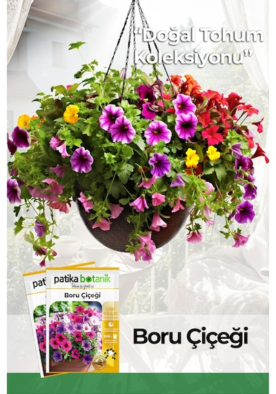 Patika Botanik 100 Adet Boru Petunya Petunia Çiçek Tohumu
