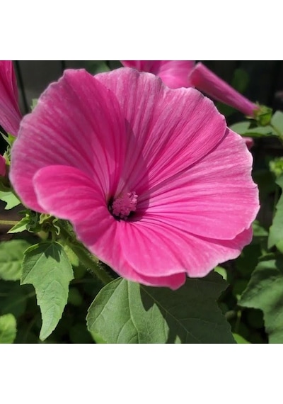 Lavatera Trimestris Regis Pembe Pamuk Çiçeği Tohumu 50 Tohum