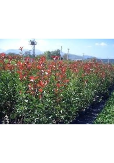 Alev Çalısı Photinia Red Robin 70-100 Cm
