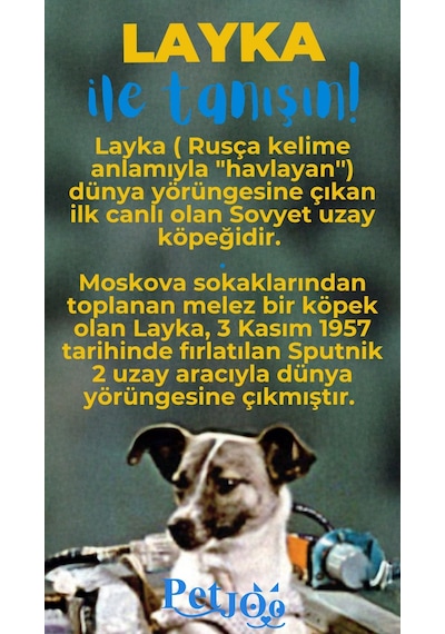 Petjoo 22.Layka Mavi-Sarı Qr'lı Köpek Künyesi