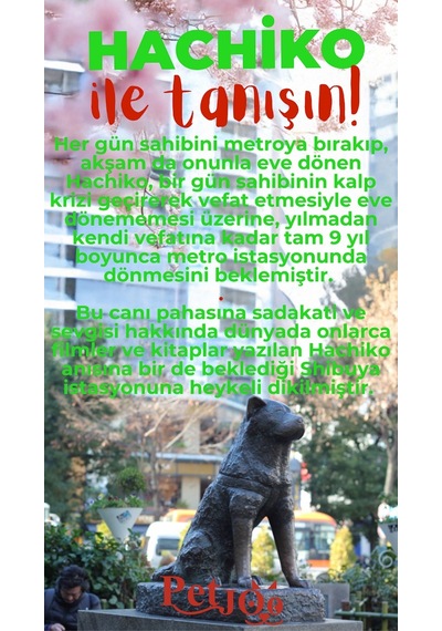 Petjoo 19.Hachiko Kırmızı-Yeşil Qr'lı Köpek Künyesi
