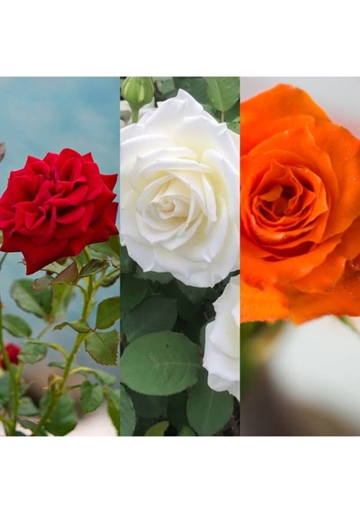 Kırmızı Beyaz Ve Turuncu 3 Adet Kokulu Gül Fidanı 45-75cm Red White And Orange Rose