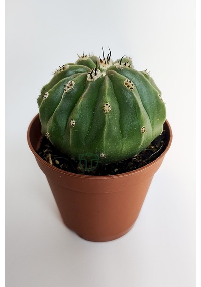 Melocactus Maxonii Inermis Şapkali Özel Tür Koleksiyon Kaktüs 5.5