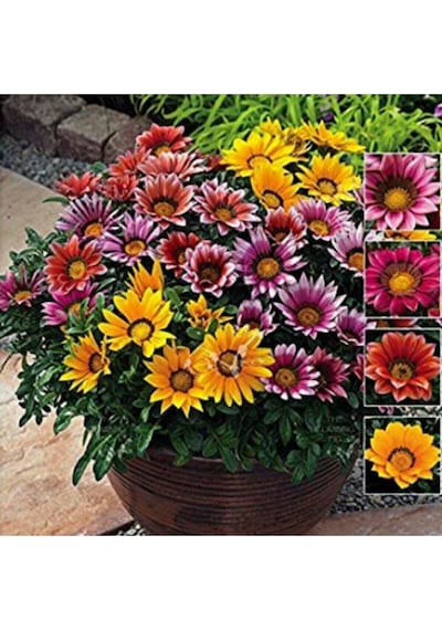 5 Adet 5 Renk Gazania Çiçeği Tohumu