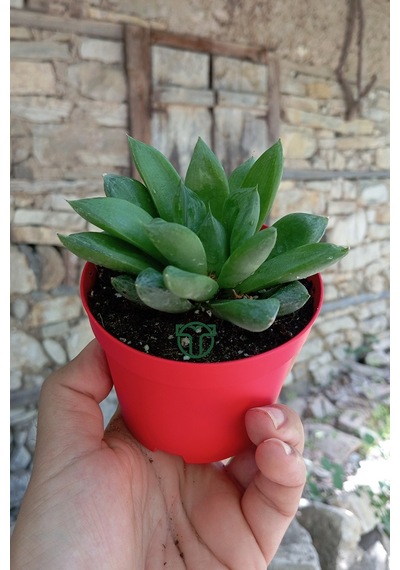 Haworthia Cuspidata Yıldız Sukulent Star Window Yeşil Gül 8.5 Cm