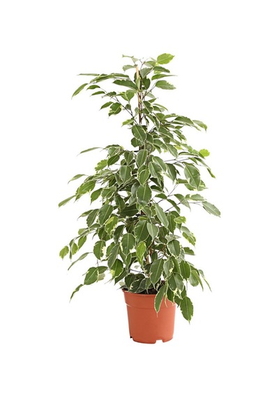 Alacalı Benjamin - Ficus Benjamina Starlight 60-80 cm