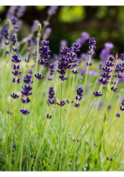 Kokulu Lavanta Fidesi 20 Adet 15-20 Cm Tüplü Dış Mekan Lavander