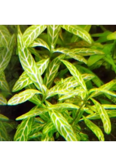 Kolay Akvaryum Zemin Bitkisi - Canlı Hygrophila Polysperma Rosanervig