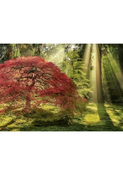 Heye Guiding Light