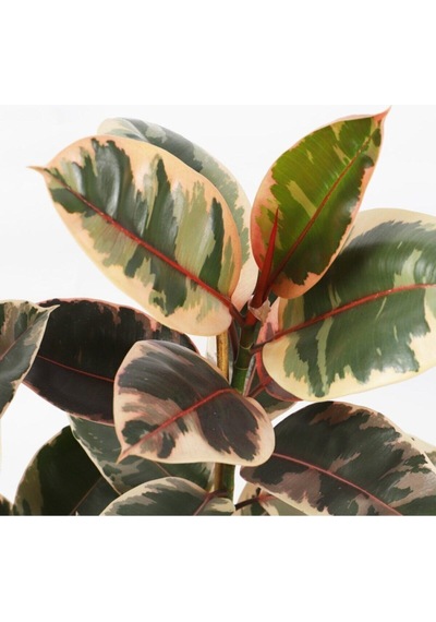 Videolu Alacalı Kauçuk 1 Adet Saksılı 60-80cm Iç Mekan Süs Bitkisi Ficus Elastica Belize