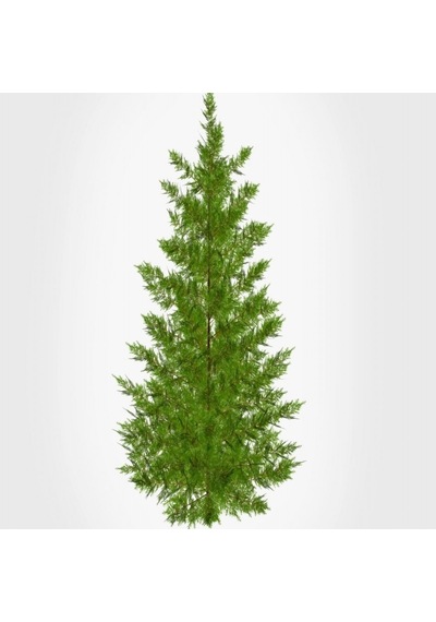 Tüplü Leylandi cupressocyparis Leylandii Fidanı 10-20cm