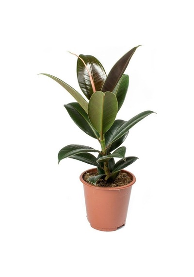 Kauçuk Ağacı 80 cm