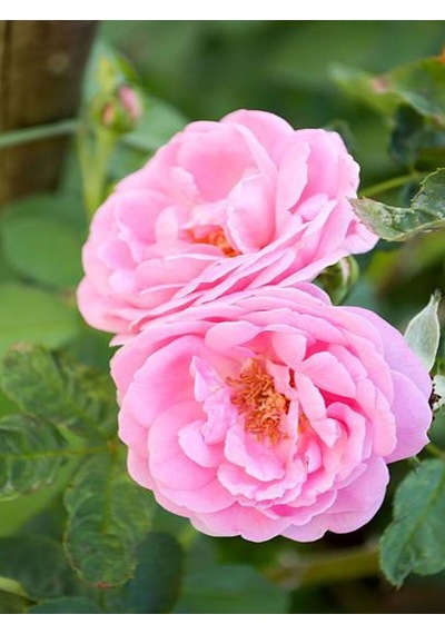 Videolu Pembe Kokulu 1 Adet Isparta Gül Fidanı Saksılı 50-75cm Isparta Pink Rose Sapling