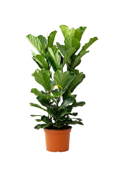 3 Gövdeli Keman Yapraklı Kauçuk Bitkisi 'ficus Lyrata' 120-130cm