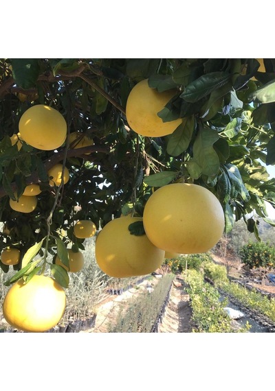 Ağaç Kavunu Tüplü Aşılı Içi Kırmızı Şadok Pomelo A Yaş 2 Boy 90