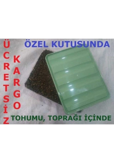 Beyaz Şapkalı Kültür Mantarı Tohumu Ekili Kutu Ve Yönerge