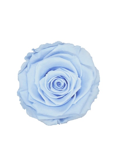Rose Amor BLU-89 MAVİ şoklanmış solmaz gül XL