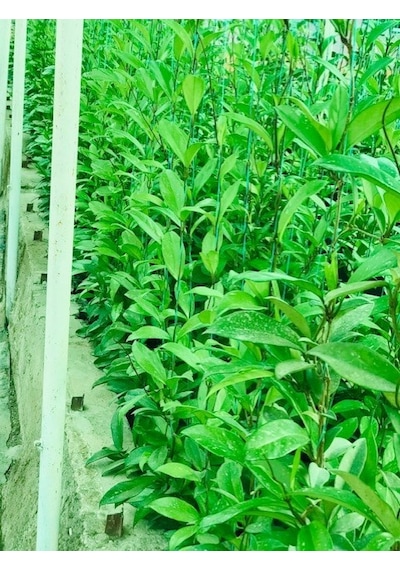 Hoya Carnosa Red  120-150 CM Kokulu Mum Çiçeği Bitkisi Kırmızı İnci