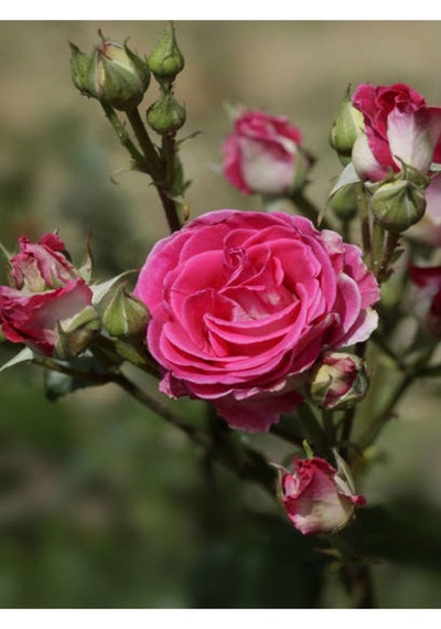 Yediveren Narçiçeği Kırmızı Pembe Açık Pembe 30 40cm 3 Adet Saksılı Aşılı Gül Roses