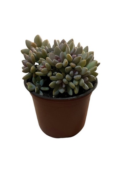 Graptopetalum 'Mirinae Cristata' (Sukulent) Ø12 CM Y15-20 CM
