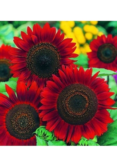 Tohumculuk Alev Kırmızı Ayçiçeği Red Sunflower Tohumu 5 Adet