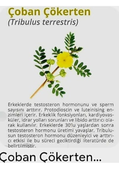Natur'el Çoban Çökerten Suyu