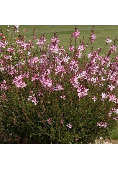 Gaura Çalısı Çiçeği 30 Adet