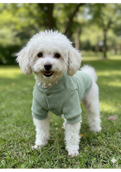 Kedi - Köpek Kaşkorse Esnek Mevsimlik Ceket - Mont - Yağmurluk - Yelek - Kıyafet