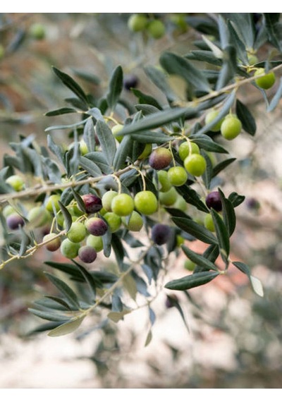 Gemlik Zeytin Fidanı 90 110 Cm Tüplü 4 Adet Zeytin Fidesi Olive Seedling