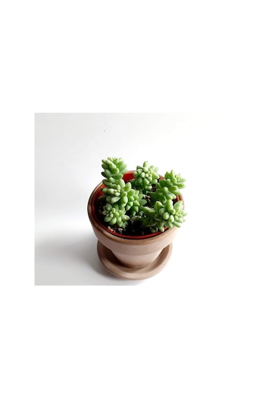 Serada Decor Plant Sedum Burrito Morganianum Eşek Kuyruğu Sukulent Bitki
