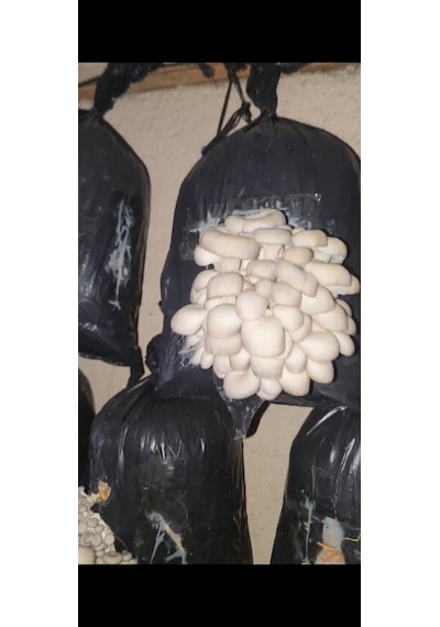 İstiridye Mantar Tohumu 1 Kg 4 Adet Ekim Poşeti Hediyeli 1 adet