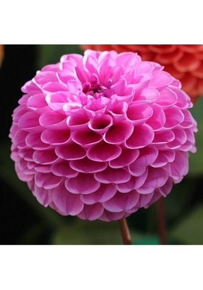10 Adet P0npon Pembe Renk Dahlia Yıldız Çiçeği Tohumu + 10 Adet Hediye Karışık Renk Gül Tohumu