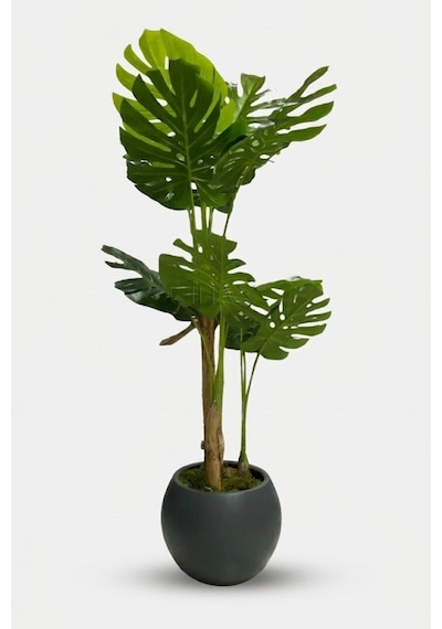 Cihan Çiçekçilik Monstera Ağacı 170cm Antrasit Küre Saksı Çok Renkli