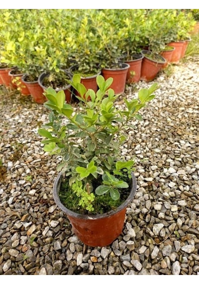 Şimşir Fidanı Buxus Sempervirens Rotundifolia 5 Adet