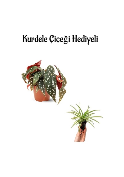Muhteşem Yapraklı Çilli Begonya Çiçeği Sevgililer Gününe Özel Kurdele Çiçeği Hediyeli