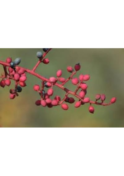 Çitlembik Menengiç Fidanı Pistacia Terebinthus 1-2 Yaş