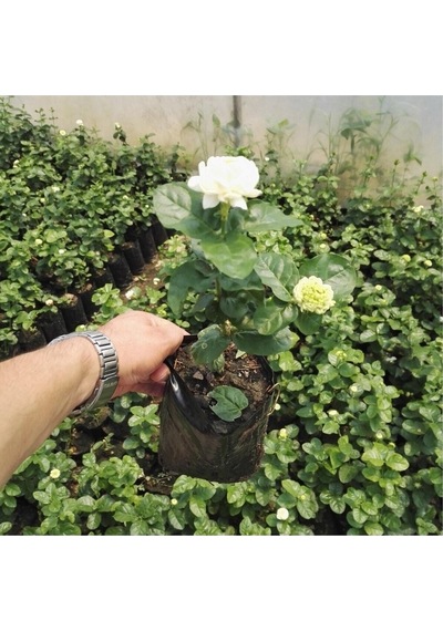 Yoğun Kokulu Katmerli Ful Yasemin Çiçeği 50-90 Cm 1 Adet Saksılı/tüplü Dış Mekan Bitkisi Jasmine