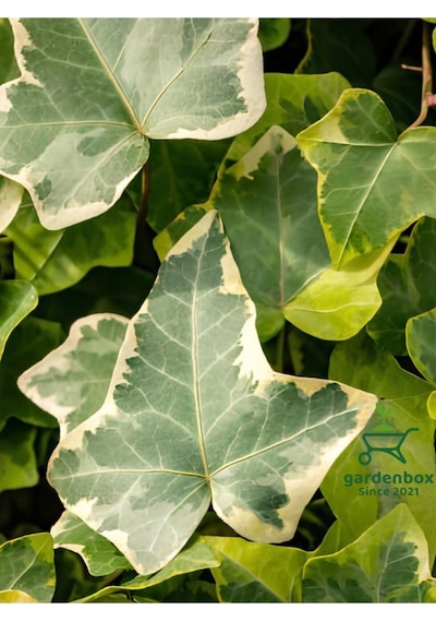 Hedera Helix Duvar Ağaç Sarmaşığı 1 Adet Saksılı 30-40cm Dış Mekan Bitkisi