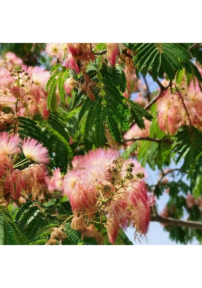Tüplü Albizzia Julibrissin Gülibrişim İpek Ağacı Fidanı 30-60 Cm