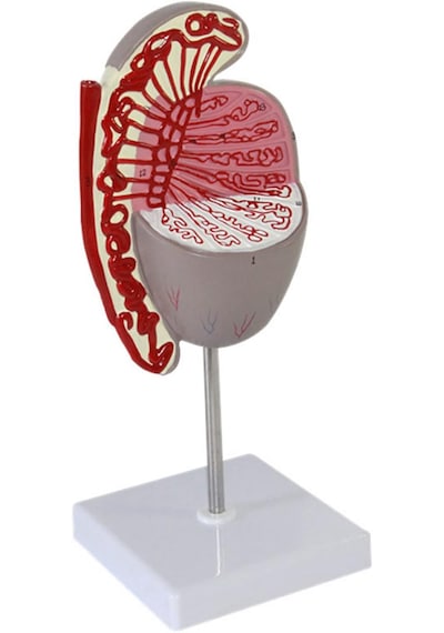 Testis Modeli, 10x Büyütülmüş - Testis Maketi 01