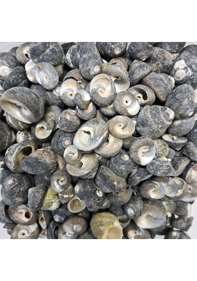 Moonshell Umbinium Kiloluk Deniz Kabuğu 1 Kg