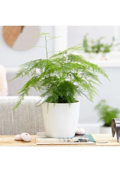 Çok Avantajlı Asparagus Salon Bitkisi