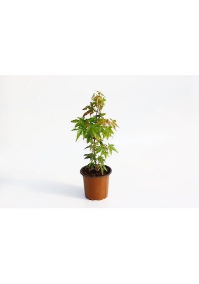 Japon Akçaağacı  Acer Palmatum